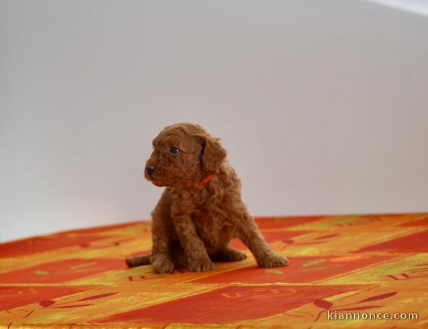 bébé chiot caniche disponible 