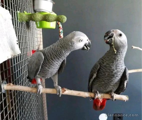 Magnifique perroquet gris du Gabon 