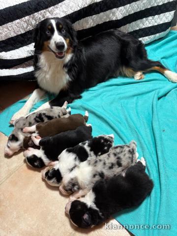 bébé chiot berger australien à réserver 