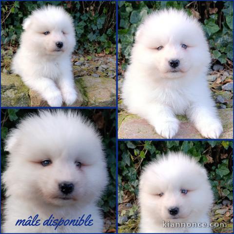 je donne chiot samoyède 