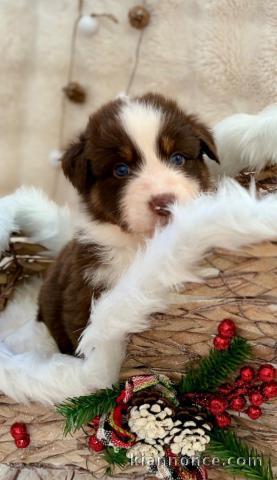 chiot berger australien mâle a donner 
