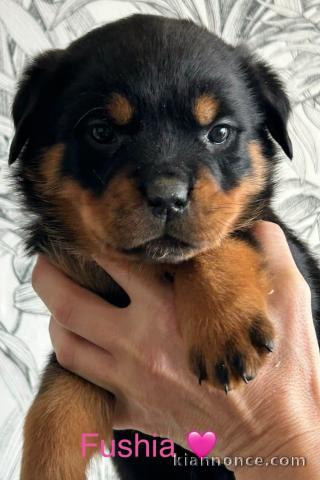 bébé chiot rottweiler mâle adorable 