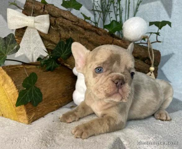 adorable chiot bouledogue français 