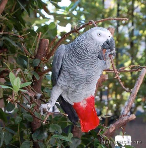 perroquet gris du Gabon mâle avec sa cage 