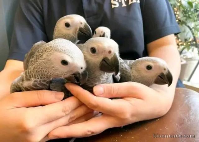 jolie perroquet gris du Gabon mâle et femelle intéressé inbox 
