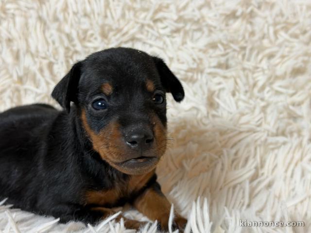 chiot pinscher nain disponible pour adoption 
