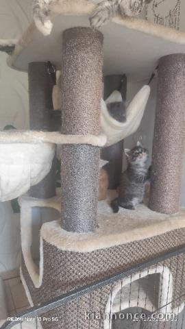 magnifique chaton maine coon a vendre 