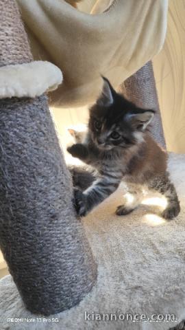 adorable chaton Maine coon femelle 