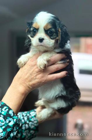 chiot type cavalier king charle a vendre 