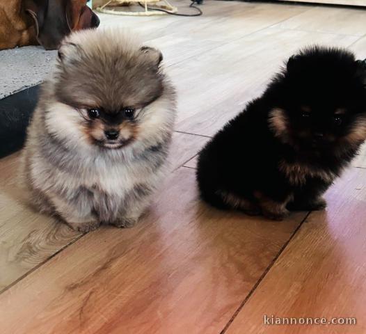 Magnifique chiot spitz allemand 