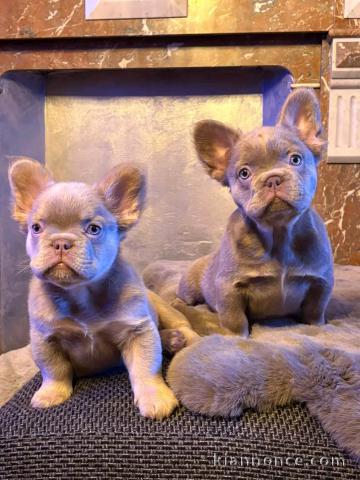 Dons chiot bouledogue français 