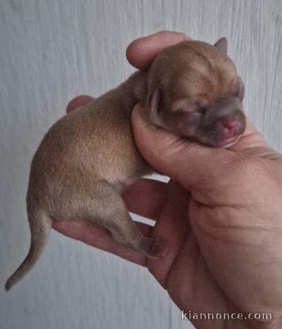 Chiot chihuahua femelle a donner 