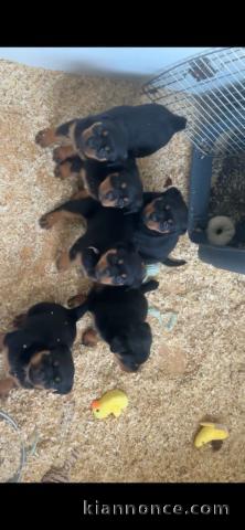 Adorable chiot rottweiler disponible 