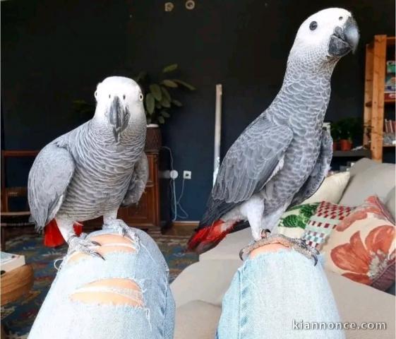 Couplé perroquet gris du Gabon pour adoption 