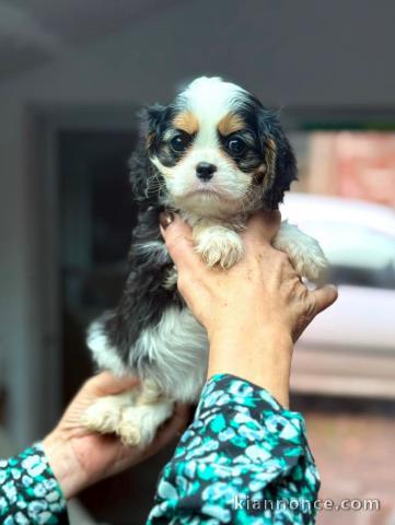 Chiot cavalier king charle femelle a donner 