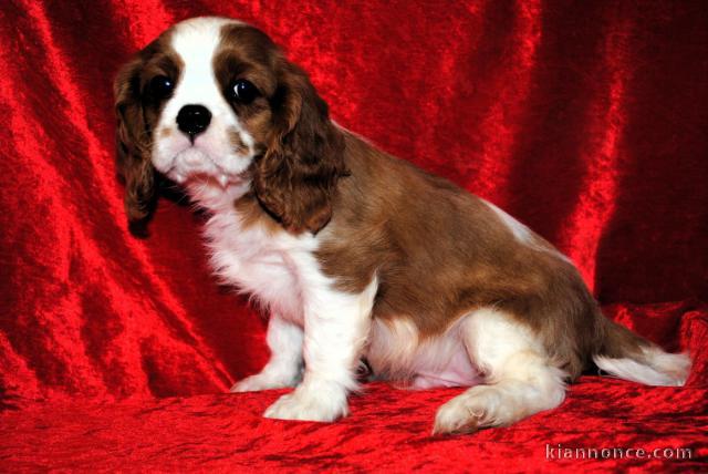 Magnifique chiot cavalier king charle femelle 