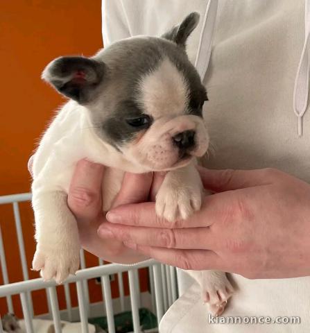 Chiot bouledogue français à donner 