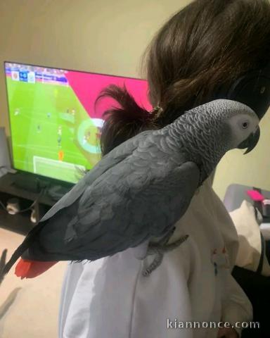 Perroquet gris du Gabon pour adoption mâle 