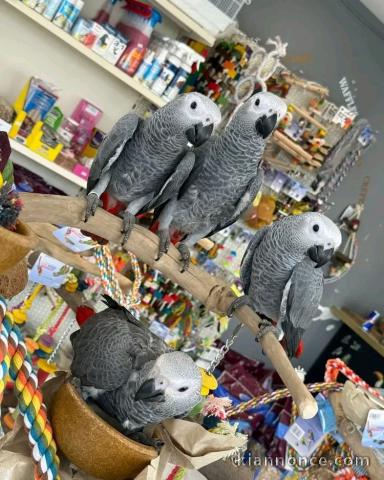 À adopter perroquet gris du Gabon 