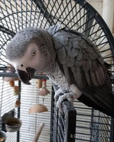 Perroquet gris du Gabon avec sa cage à donner 