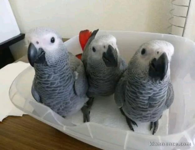 Je donne perroquet gris du Gabon mâle et femelle 