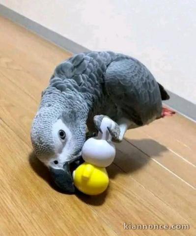 Perroquet gris du Gabon pour bonne maman 