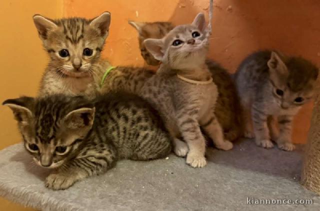Bébé chaton Savannah à adopter 