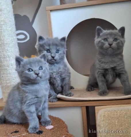 adoption chaton châtreux disponible 