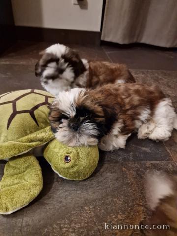 adoption chiot Shih Tzu 