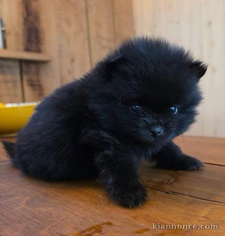 magnifique chiot spitz nain disponible 