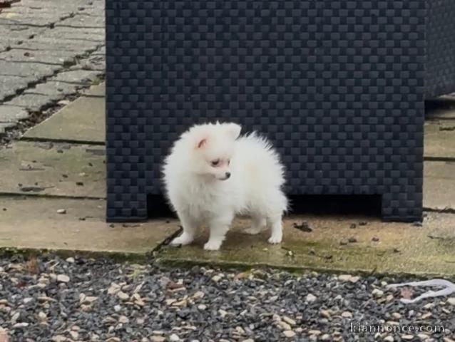 chiot spitz nain Poméranie merle disponible pour adoption 