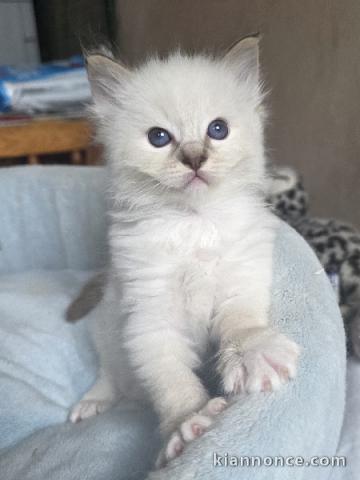 adorable chaton ragdoll femelle 