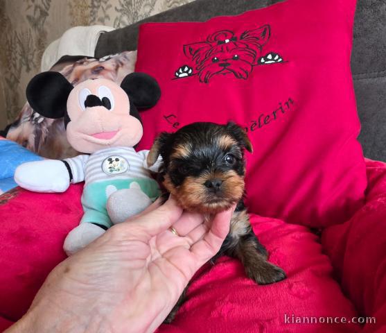 je donne chiot Yorkshire 