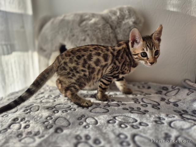 Magnifique chaton Savannah disponible 