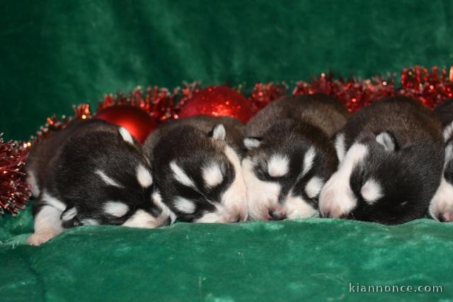 Magnifique chiot husky sibérien 