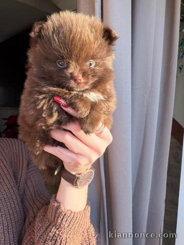 Magnifique chiot spitz nain chocolat 