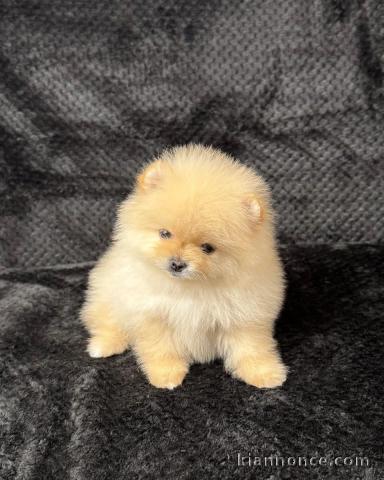 Je donne chiot spitz allemand 