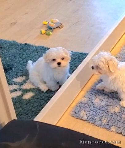 Je donne chiot bichon disponible 