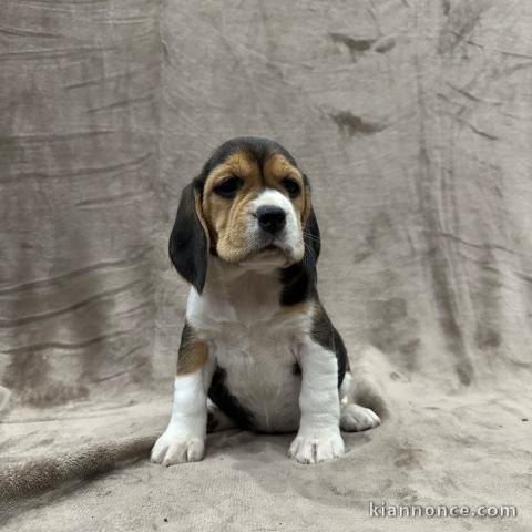 Chiot beagle disponible mâle 
