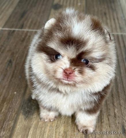 Adorable chiot spitz allemand race pure 