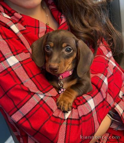 Chiot teckel a donner 