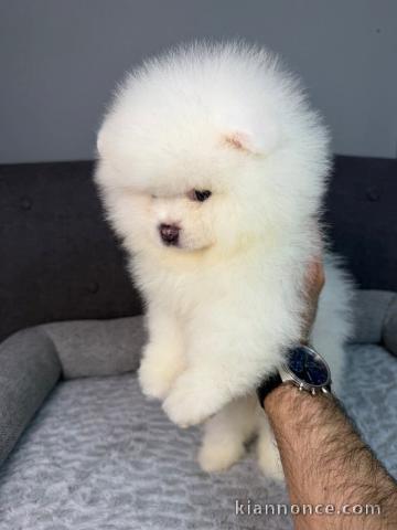 Je donne chiot spitz allemand 