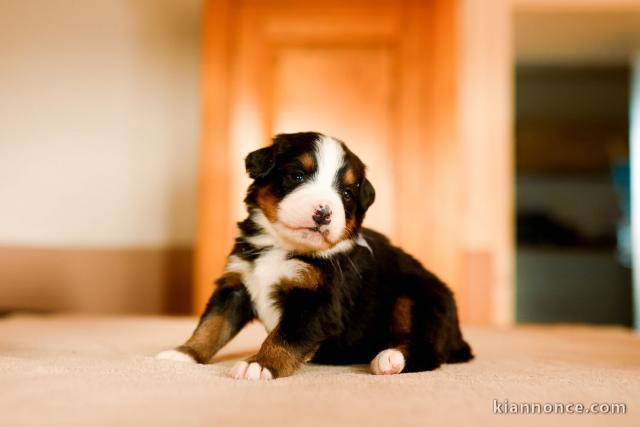 Magnifique chiot bouvier bernois a donner 