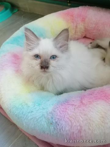 Chaton Sacré de Birmanie à adopter urgent 