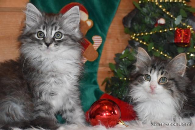 bébé chaton maine coon mâle a donner 