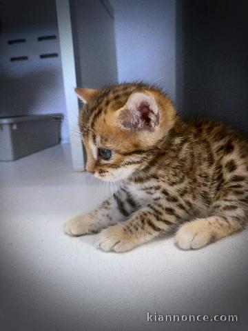 je donne chaton Bengal disponible 