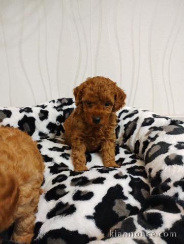 je donne chiot caniche disponible 