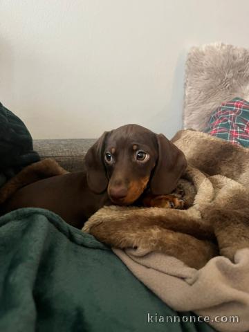 Chiot teckel a donner contre bon soin 