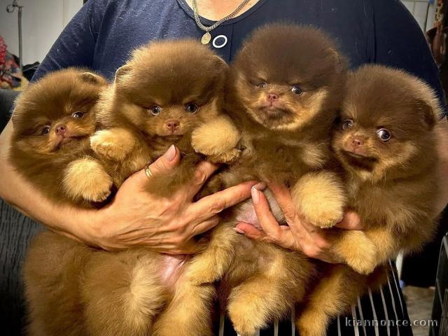 Chiot spitz nain poméranie a donner 