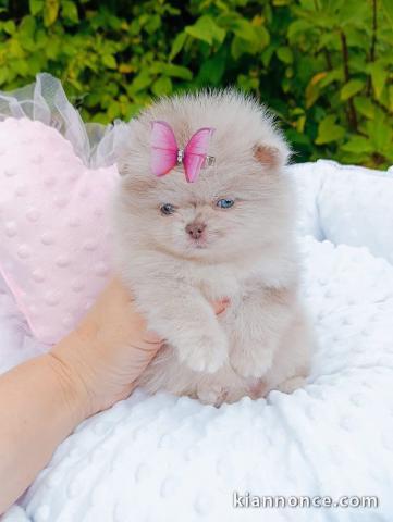 Chiot spitz nain Poméranie merle disponible de suite 